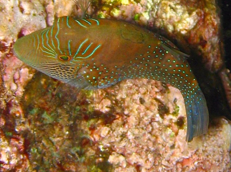 Canthigaster amboinensis